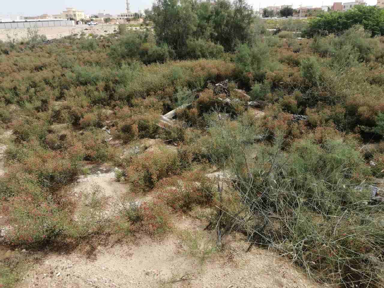 Alhagi Maurorum - Image 3