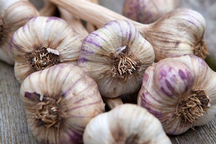 Allium Sativum (Garlic – الثوم) - Image 4