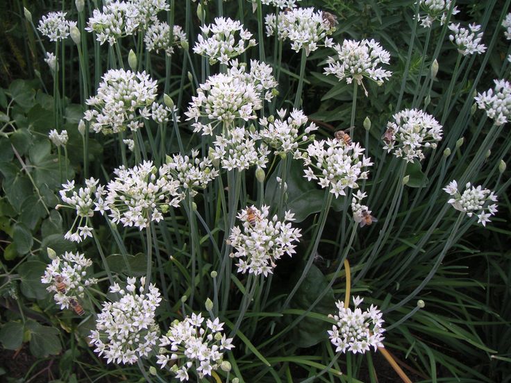 Allium Sativum (Garlic – الثوم) - Image 3
