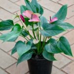 Anthurium