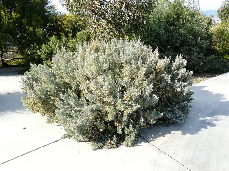 Antriplex Nummularia