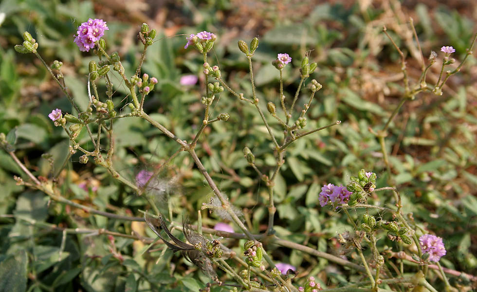 Boerhavia Elegans