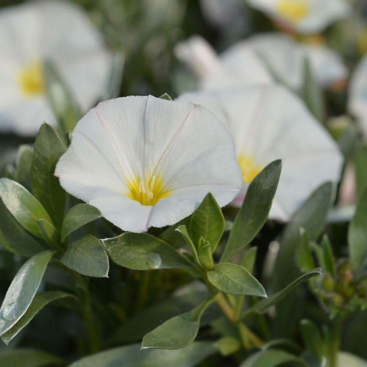 Convolvulus Spp