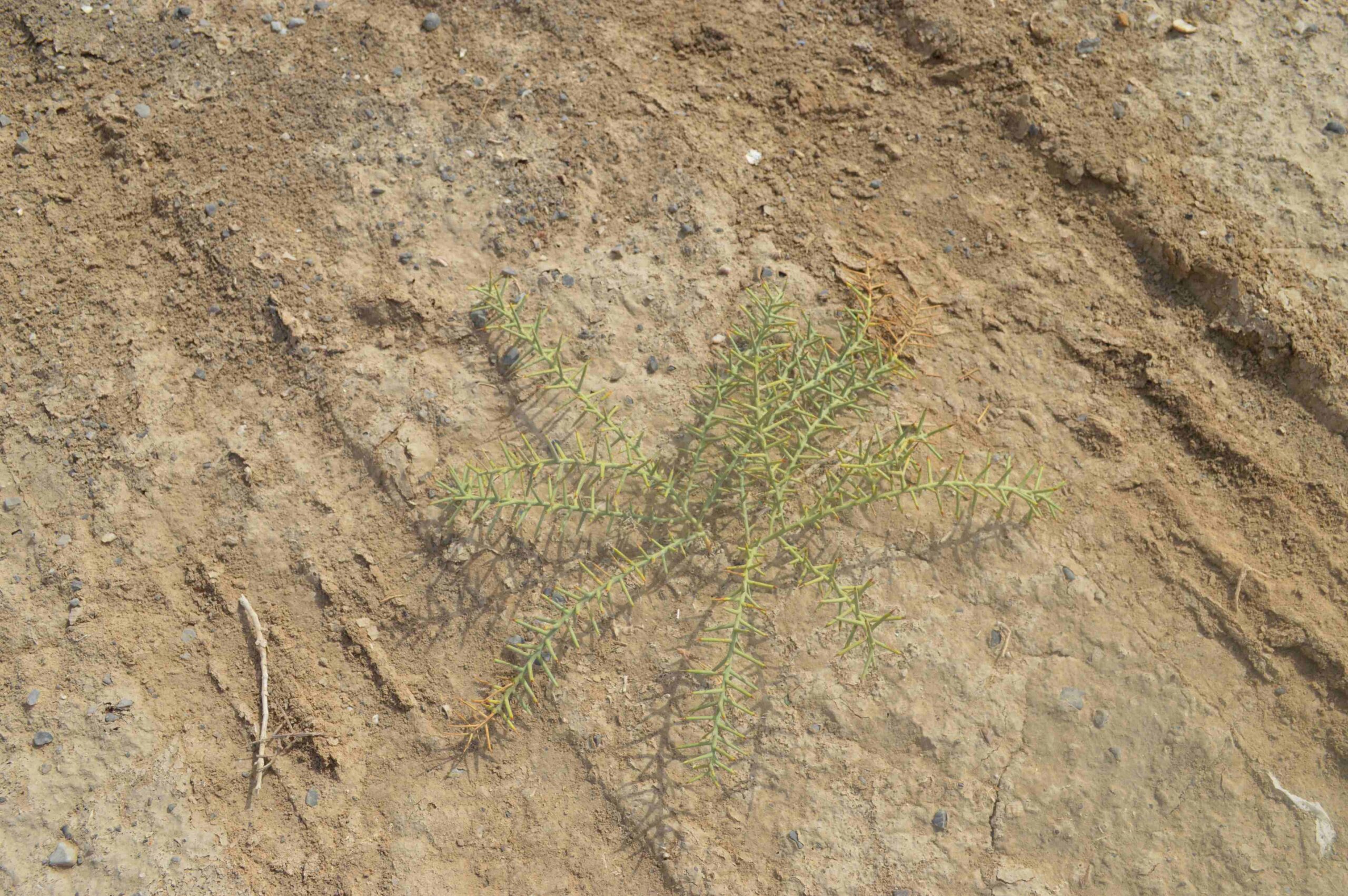 Alhagi Maurorum - Image 4