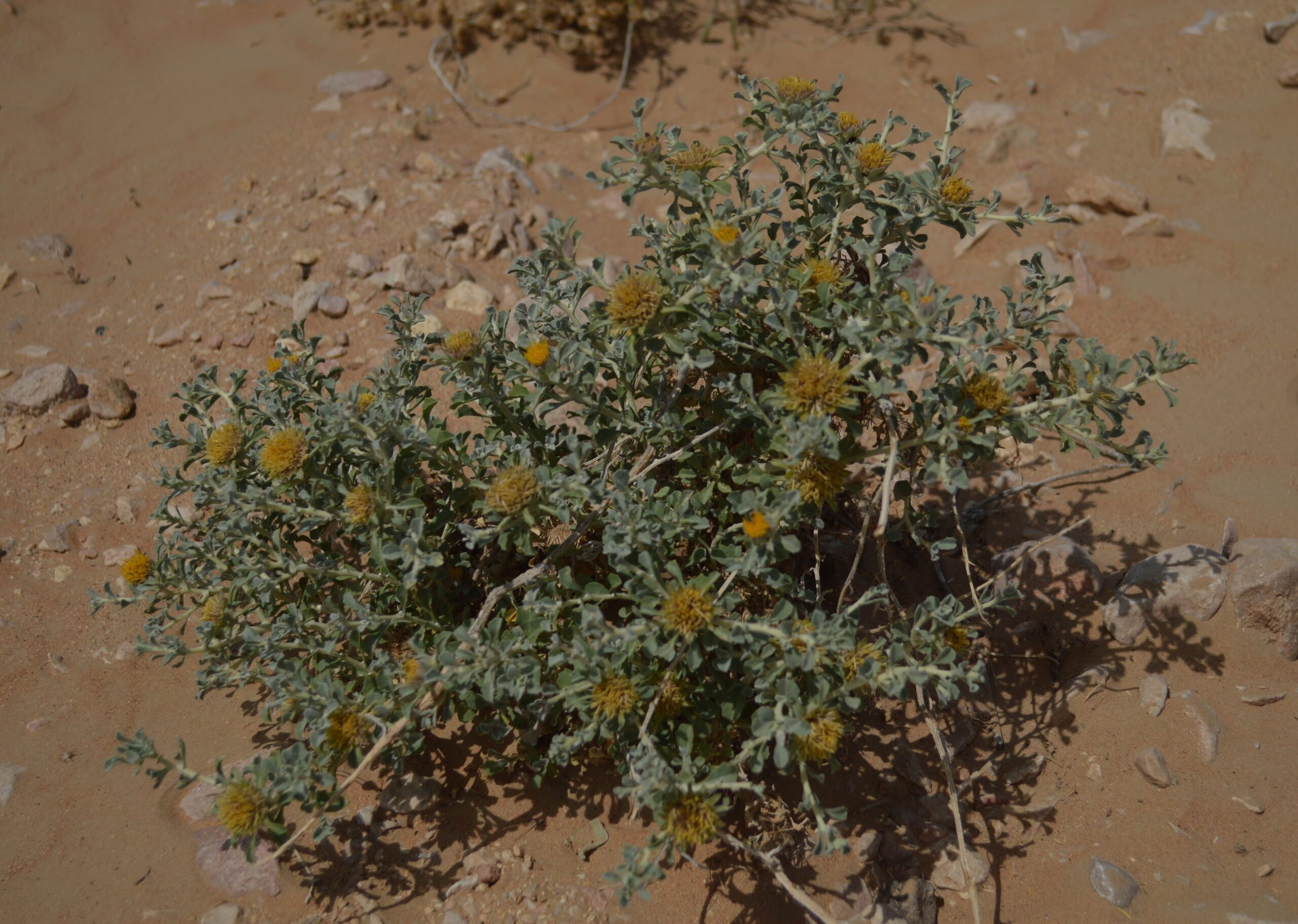 Anvillea Garcinii - Image 4
