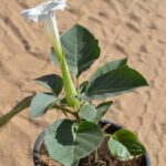 Datura Metel