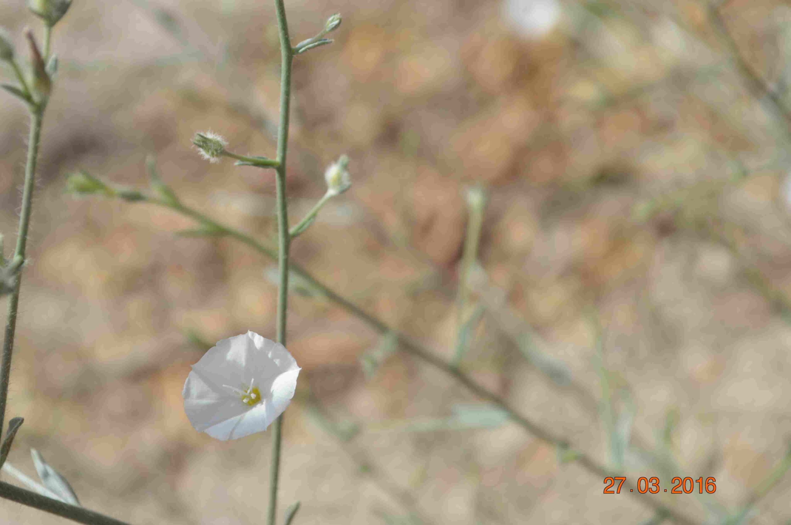 Convolvulus Spp