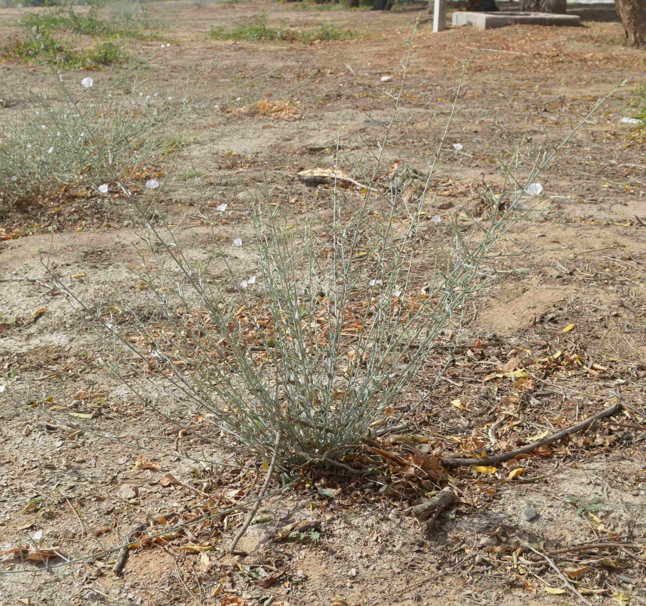 Convolvulus Spp - Image 3