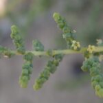 Caroxylon Imbricatum