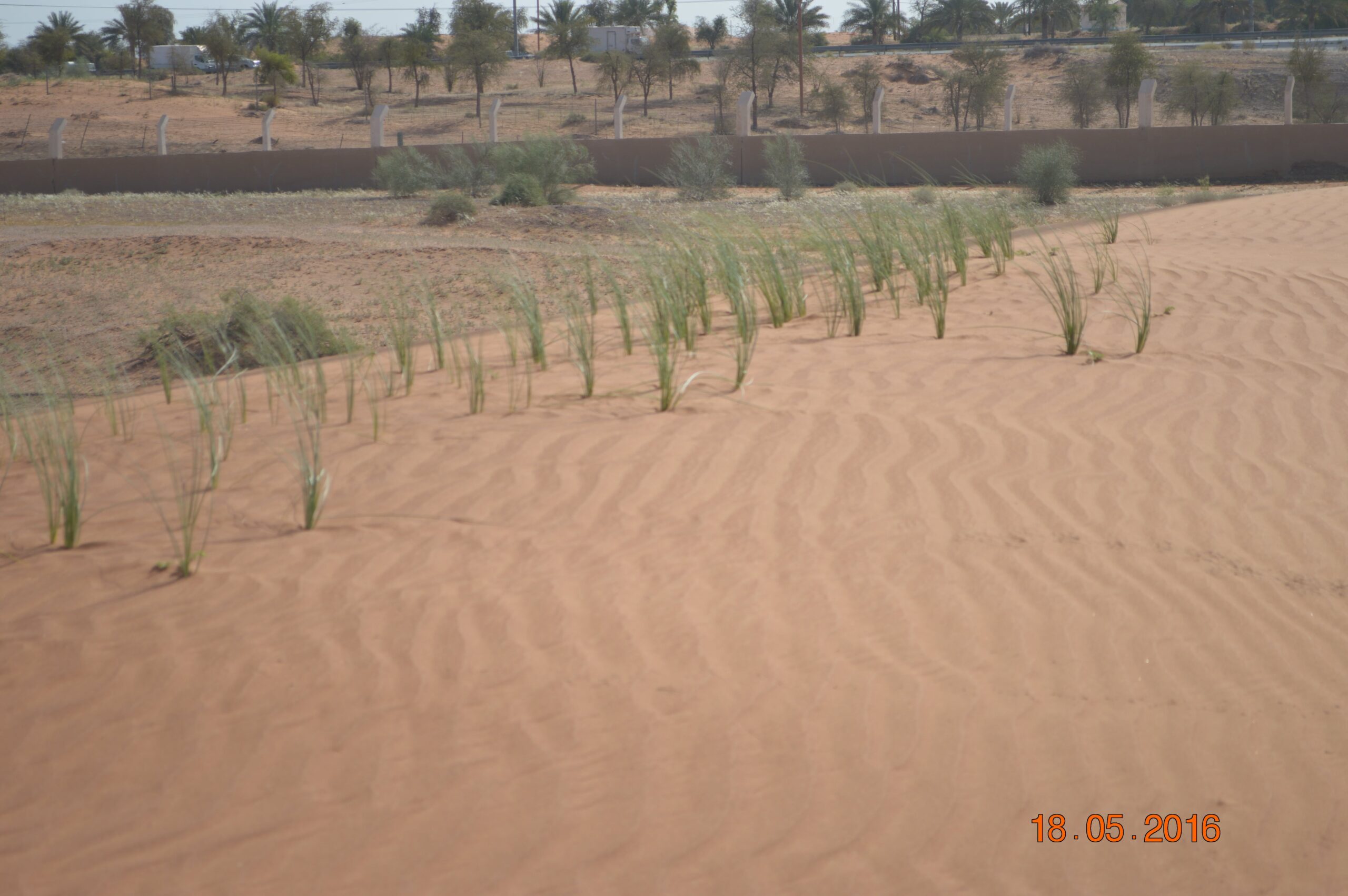 Cyperus Conglomeratus