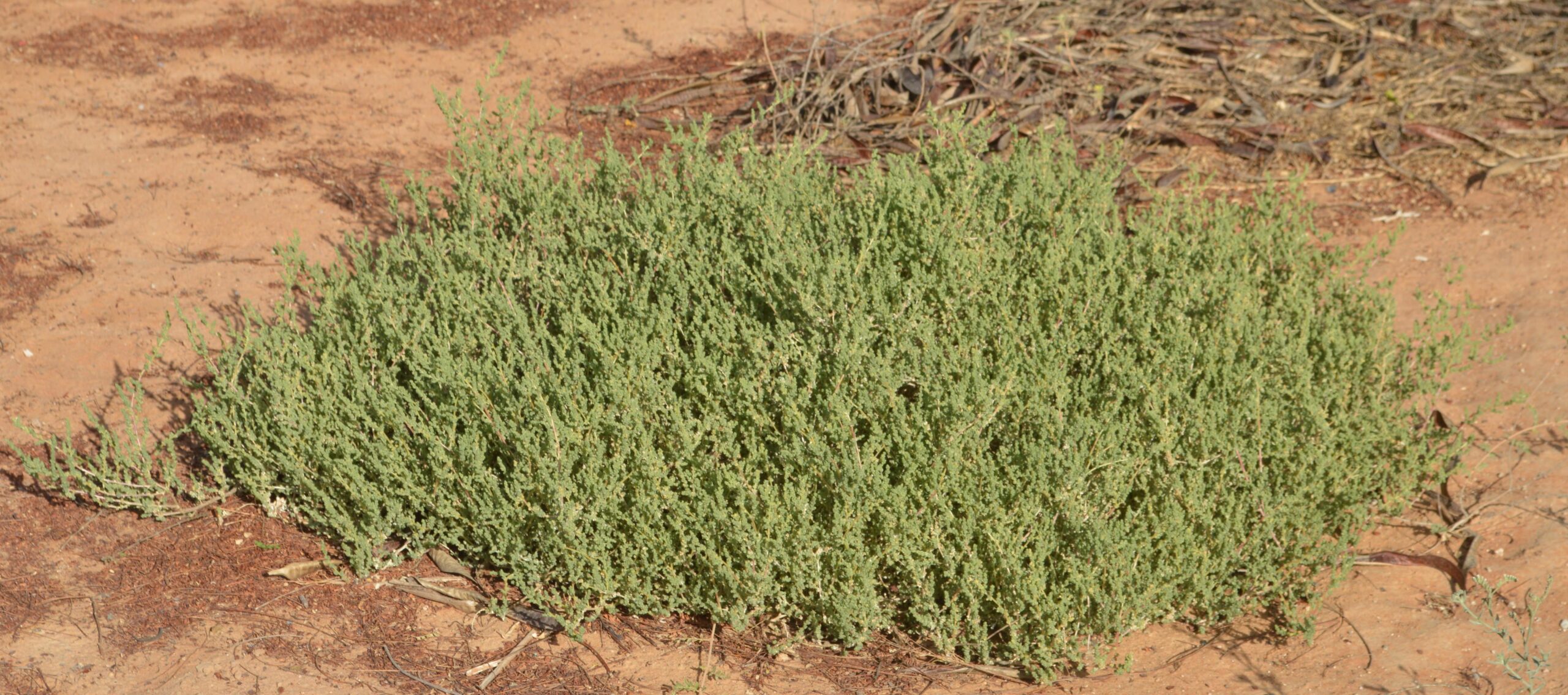 Caroxylon Imbricatum