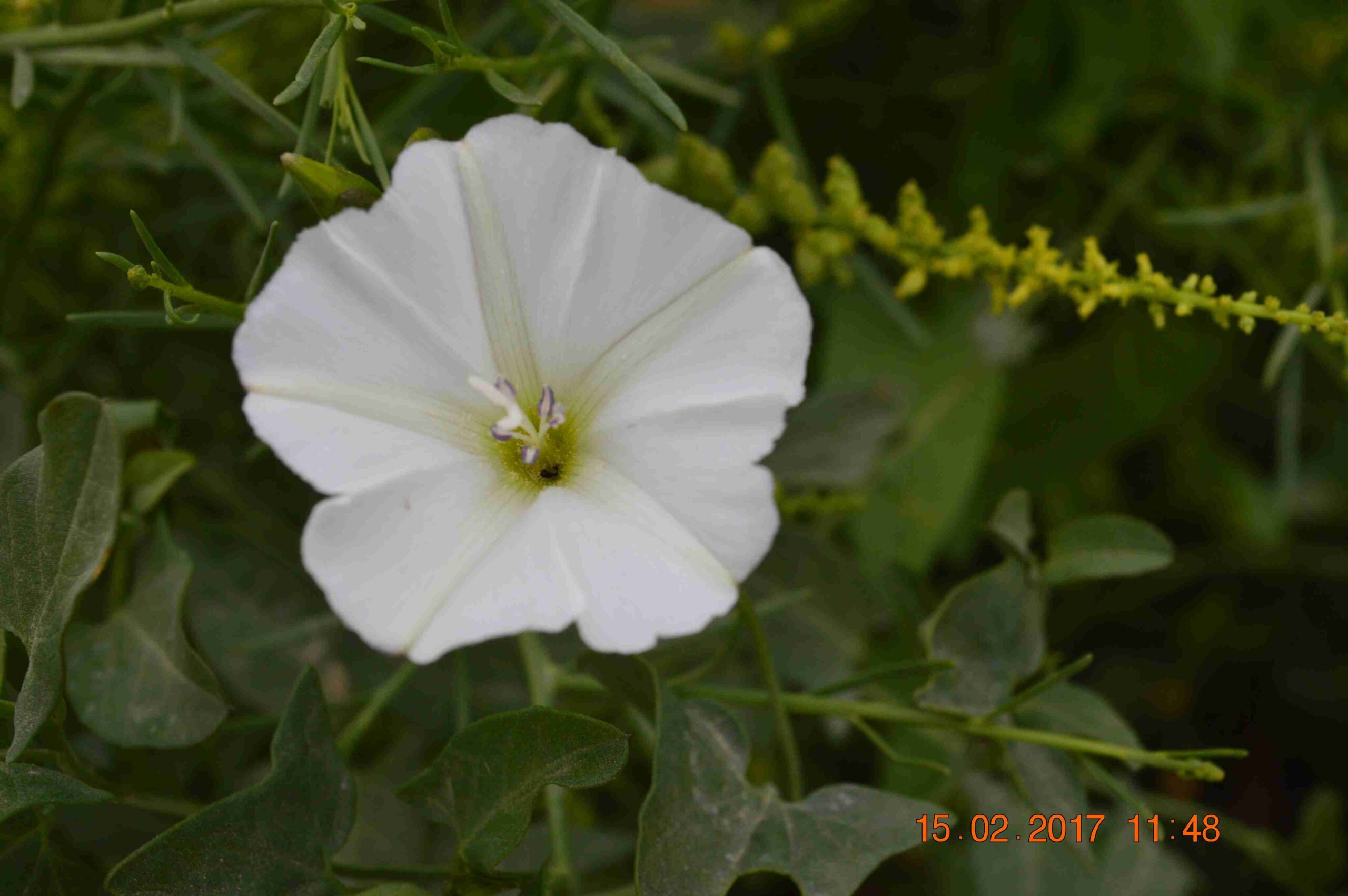 Convolvulus Arvensis