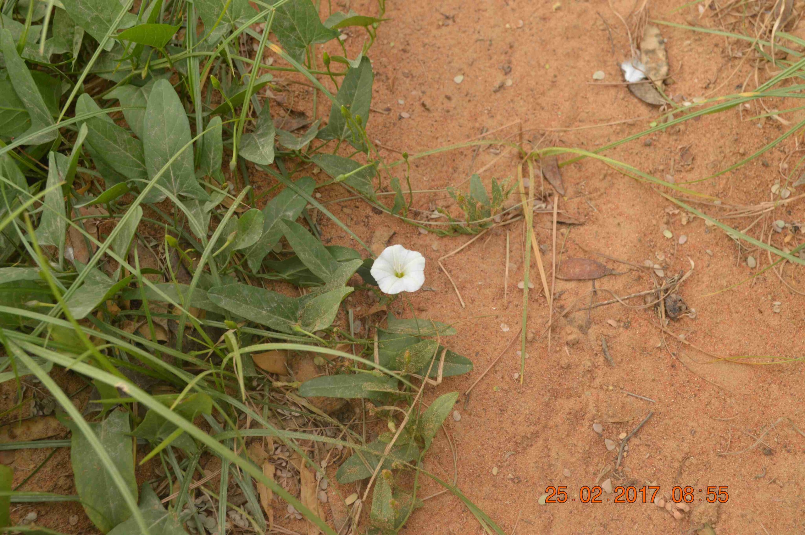 Convolvulus Arvensis - Image 3