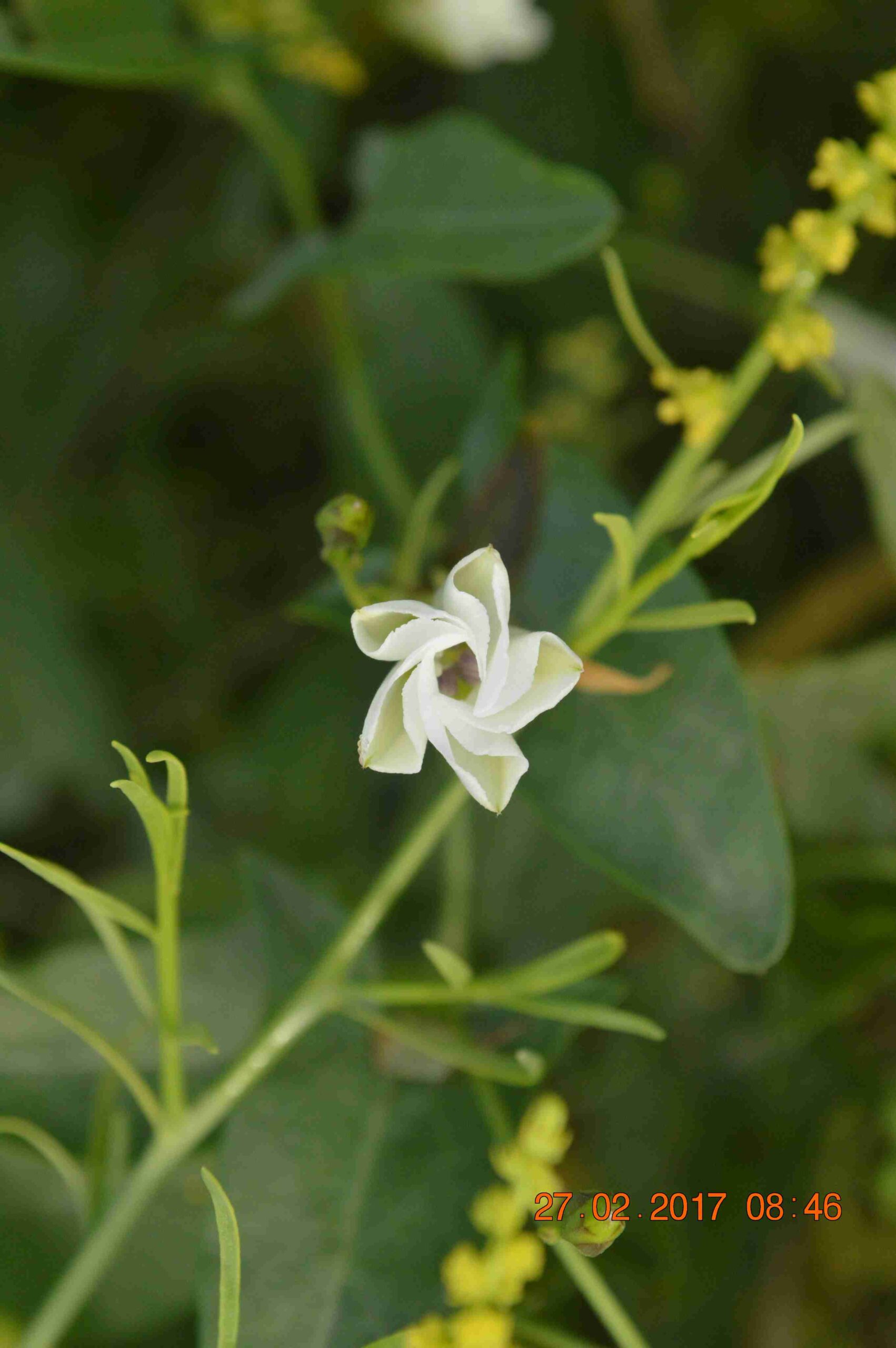 Convolvulus Arvensis - Image 4