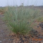 Cyperus Conglomeratus