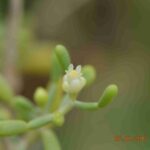 Zygophyllum Mandavillea