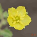 Tribulus Arabicus
