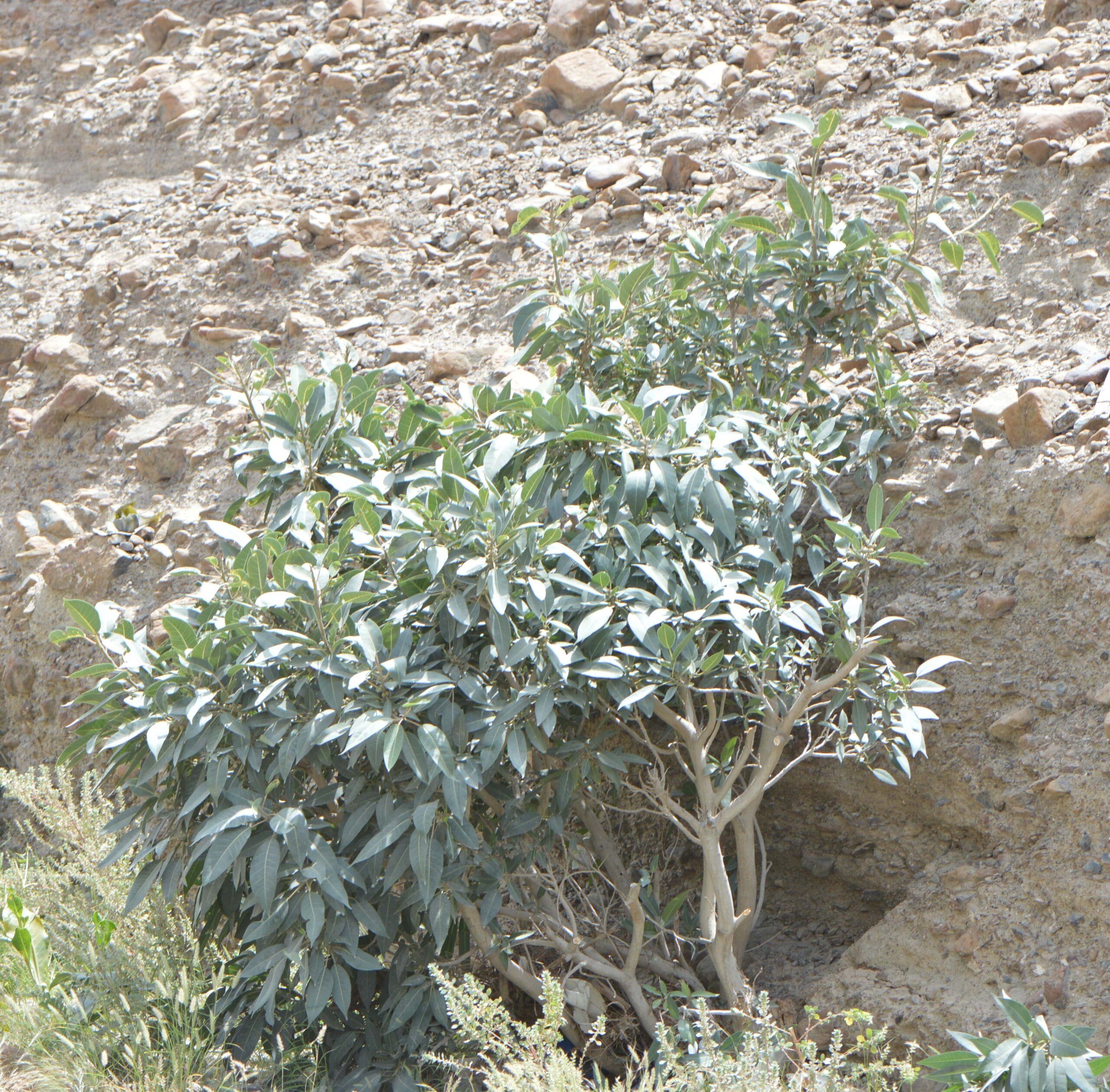 Ficus Cordata