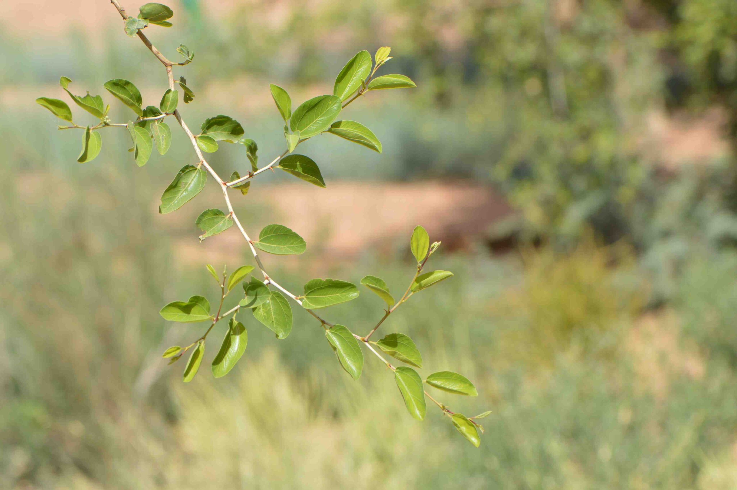 Ziziphus Spina-Christi
