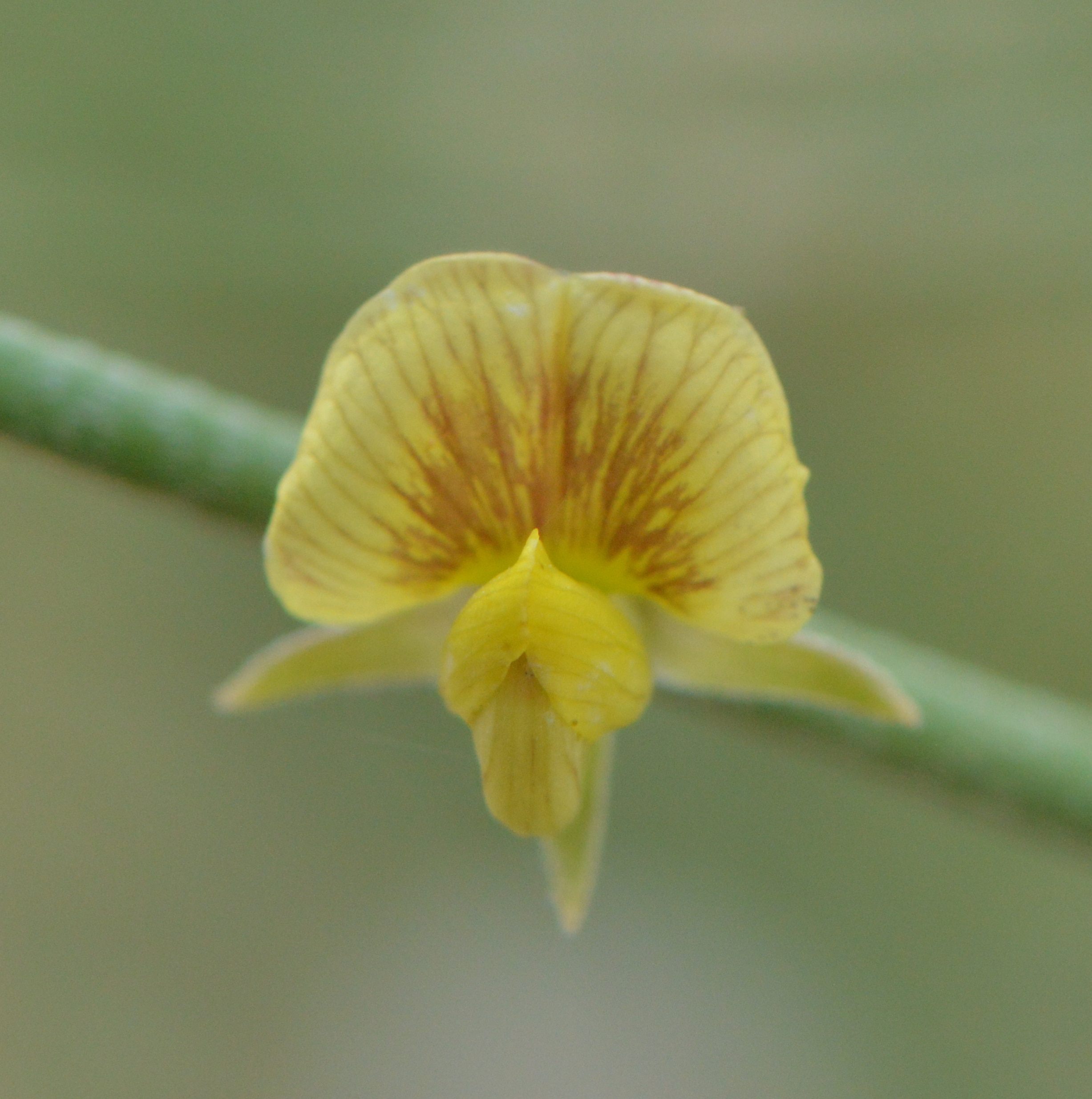 Crotalaria Persica
