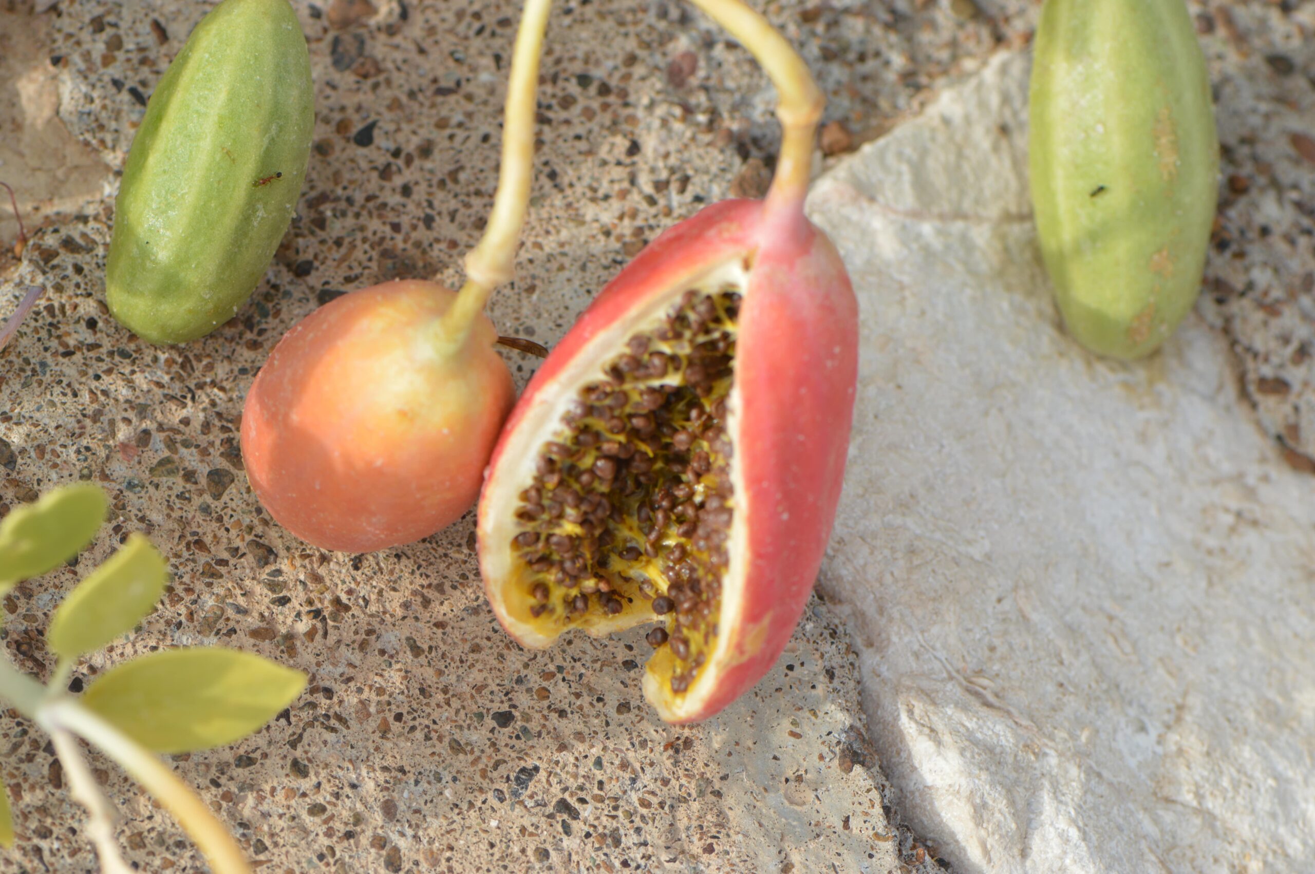 Capparis Cartilaginea