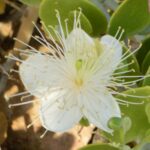 Capparis Cartilaginea