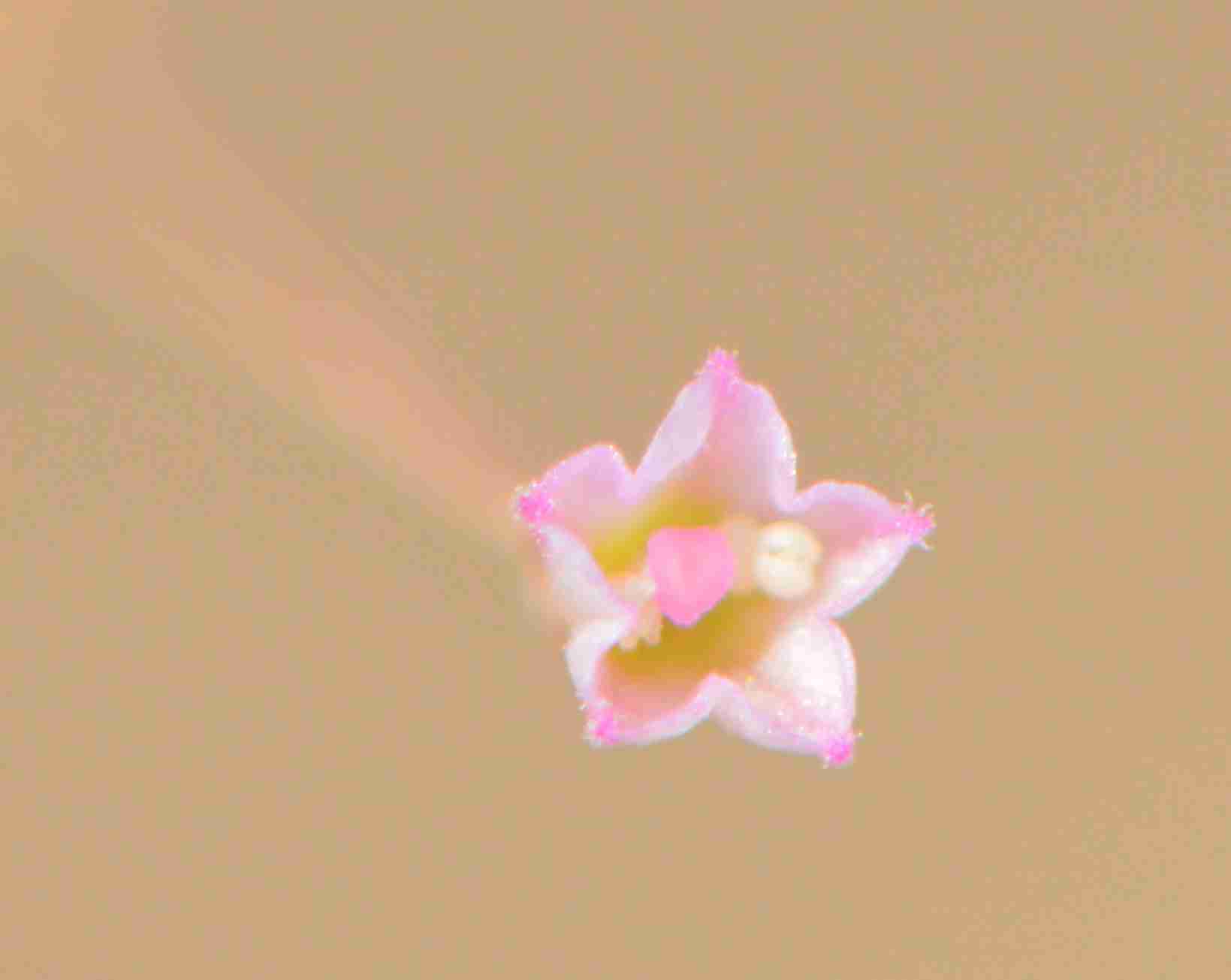 Boerhavia Elegans - Image 3