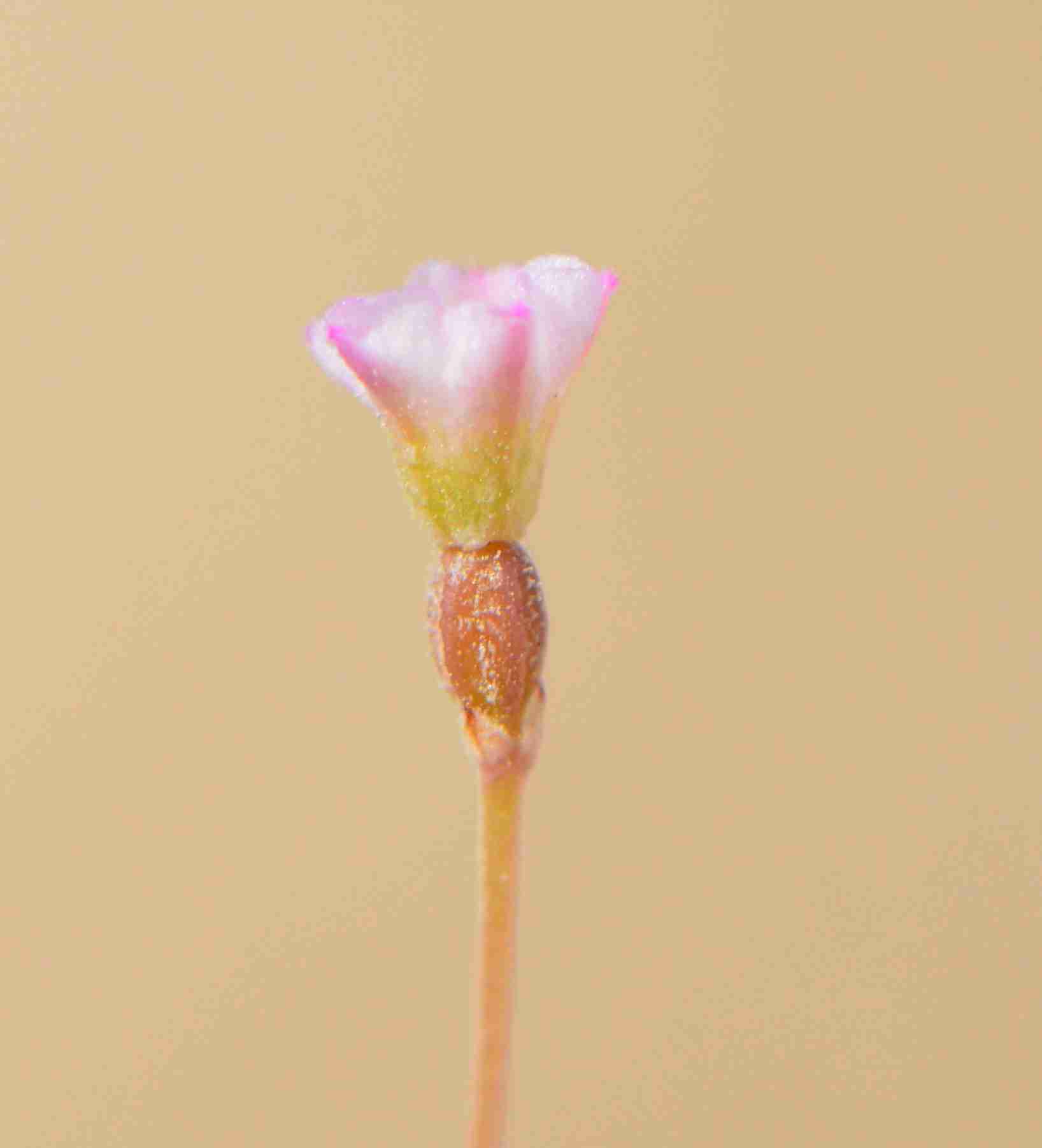 Boerhavia Elegans - Image 2