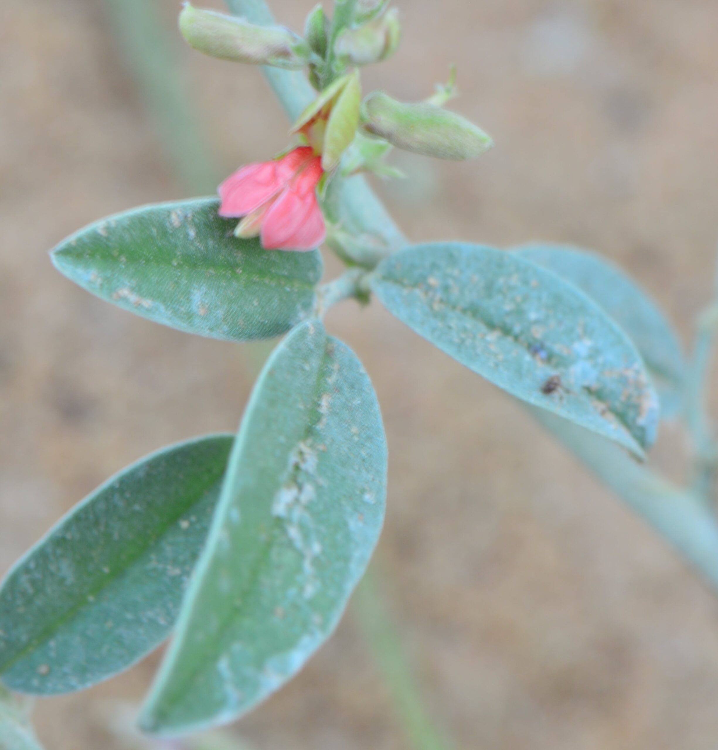 Indigofera Oblongifolia