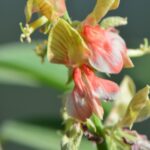 Indigofera Oblongifolia
