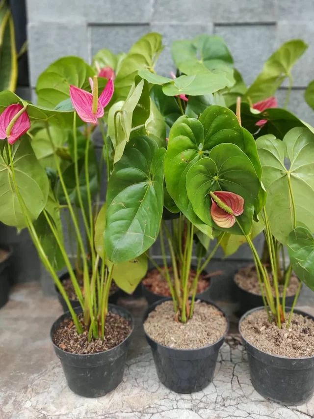Anthurium