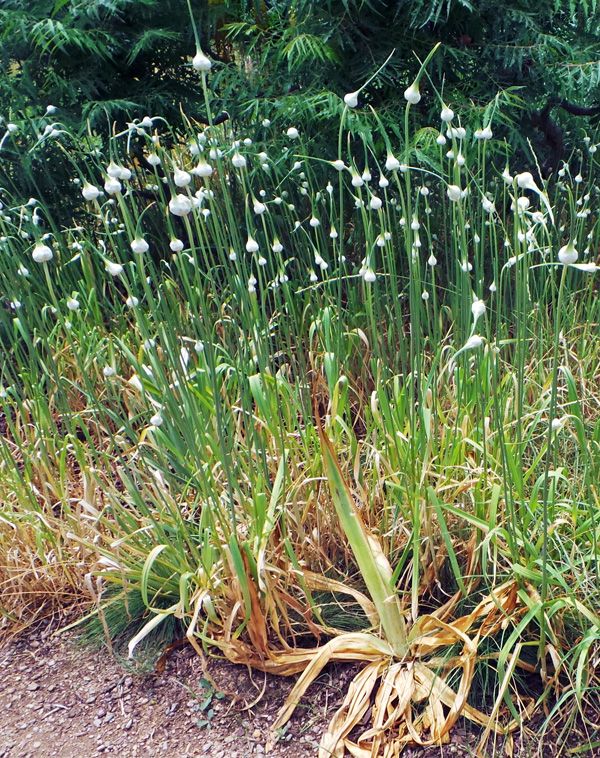 Allium Sativum (Garlic – الثوم)