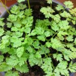Chervil