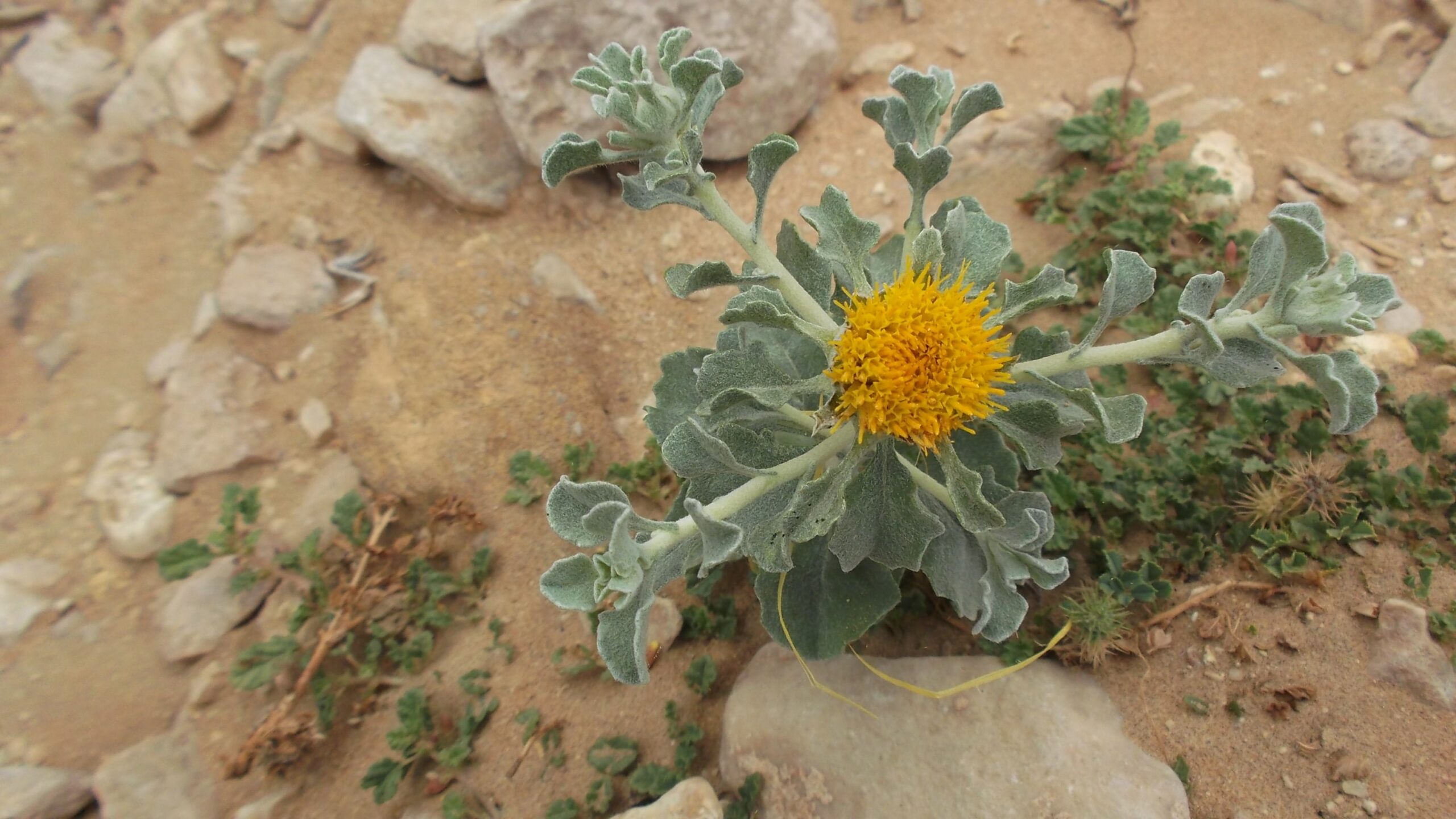 Anvillea Garcinii - Image 2