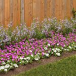 Seasonal Plants