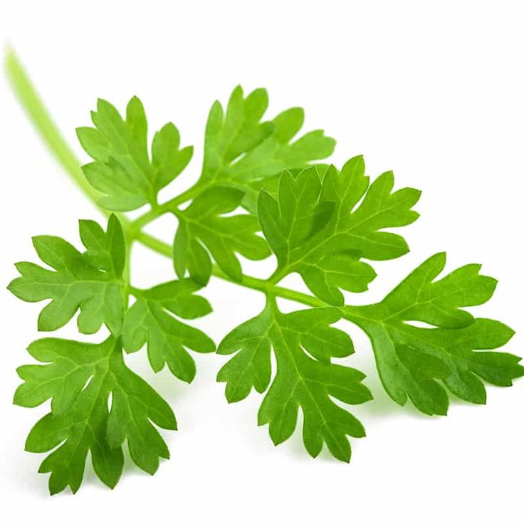 Chervil