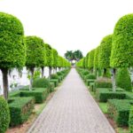 Topiary Plants