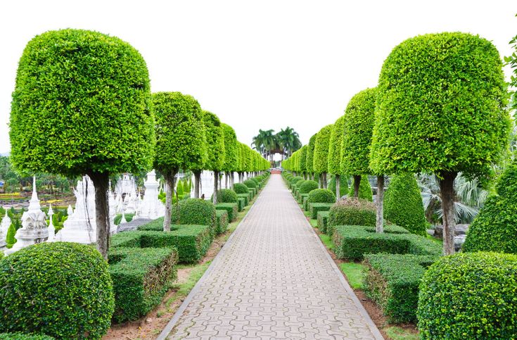 Topiary