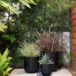 Outdoor Plants