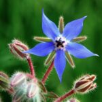 Borage