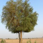 Ziziphus Spina-Christi