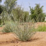 Crotalaria Aegyptiaca