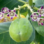 Apple of Sodom (Calotropis Procera)