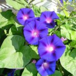 Morning Glory (Ipomoea spp.)