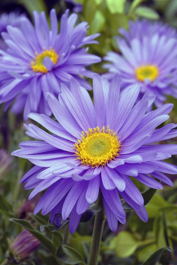Aster Plant