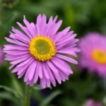 Aster Plant