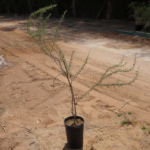 🌳 Vachellia Tortilis