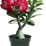 Desert Rose (Adenium Obesum)