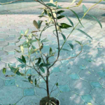 Avicennia (Grey Mangrove)