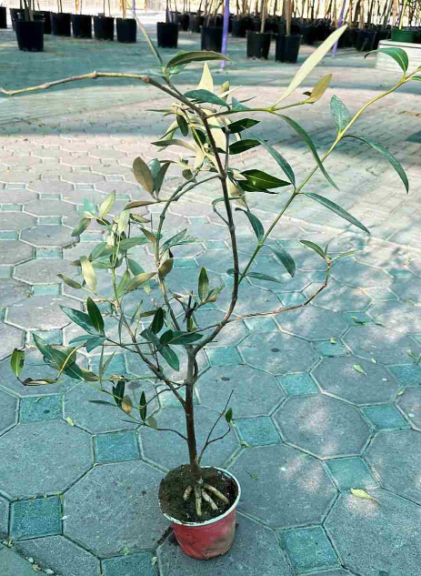 Avicennia (Grey Mangrove)